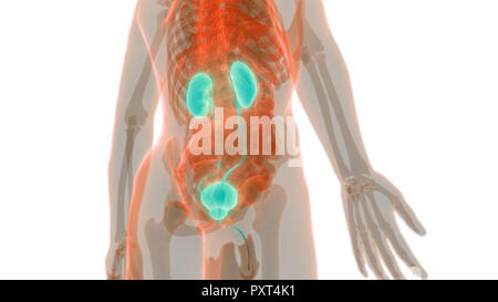 Human Urinary System Kidneys with Bladder Anatomy Stock Photo