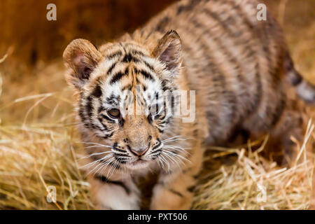 A baby tiger walking through hay looking very intent at its prey Stock Photo