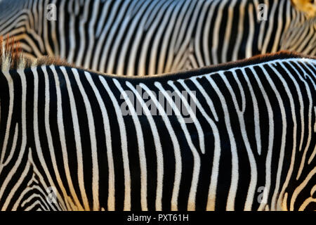 Fur pattern, stripes, Grevy's zebra (Equus grevyi), captive, Germany Stock Photo