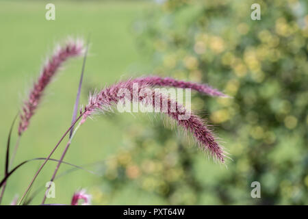 Natural outdoor color macro of a single isolated chinese pennisetum/chinese fountaing/dwarf fountain/foxtail fountain/ swamp foxtail grass Stock Photo