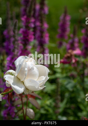 Colorful outdoor natural close up floral image of a white rose blossom infront of a field of purple loosestrife taken in a garden on a summer day Stock Photo