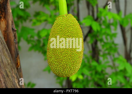 closeup of jackfruit in garden Stock Photo