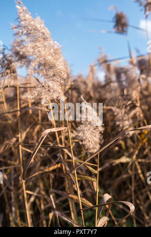 Selective soft focus of beach dry grass, reeds, stalks blowing in the wind at golden sunset light. Stock Photo