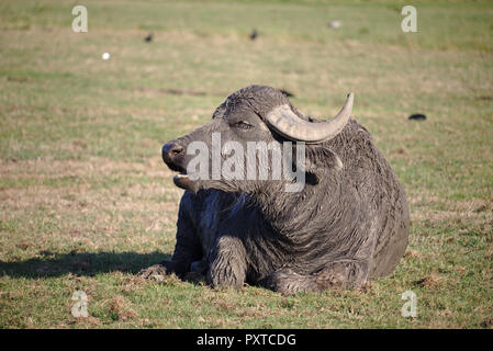 Water buffalo lying on a green pasture Stock Photo