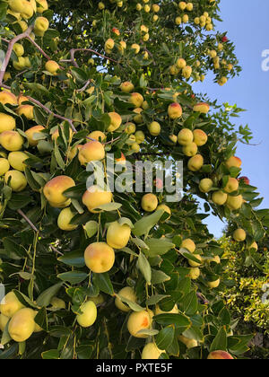 Jujube fruit (jujube berries) aka red date, Chinese date, Korean date (Ziziphus jujuba) on tree Stock Photo