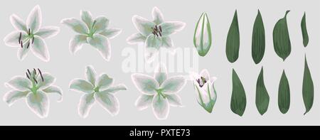 Vector floral bouquet design: set of tender white lily flowers, buds and green leaves. Wedding vector for invite card. Watercolor designer editable el Stock Vector