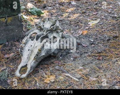 american horned cow head skull laying in the forest with teeth and some missing Stock Photo