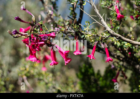 The cantuta is the Sacred Flower of the Incas and National Flower of Peru Stock Photo