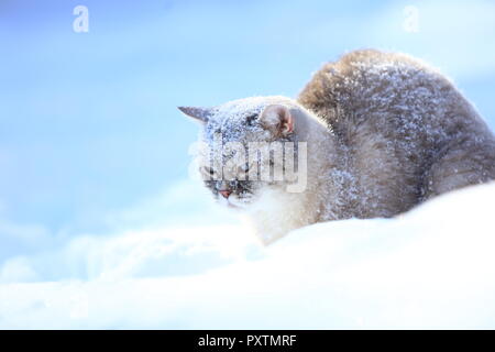 Siamese cat sits in deep snow in winter Stock Photo