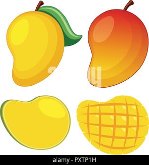 Fresh mango on white background illustration Stock Vector