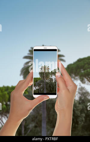 A tourist is taking a photo of palm tree on a background of blue sky on a mobile phone Stock Photo