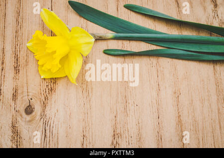 Vintage floral background. Yellow narcissus on an old wooden table. Selective Focus. Stock Photo