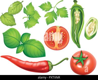 Different types of vegetables illustration Stock Vector