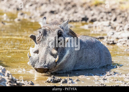 Botswana, Kalahari, Central Kalahari Game Reserve, Warthog, Phacochoerus africanus Stock Photo