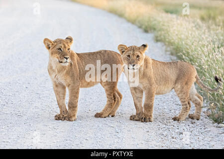 Botswana, Kgalagadi Transfrontier Park, young lions, Panthera leo, standing on gravel road Stock Photo