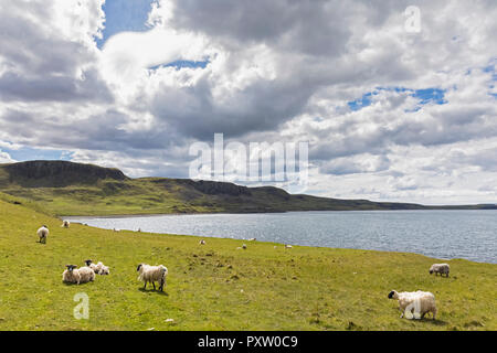 UK, Scotland, Inner Hebrides, Isle of Skye, sheep at Duntulm sea viewpoint Stock Photo