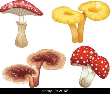 Different types of mushrooms on white background illustration Stock Vector