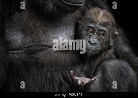 Portrait of gorilla baby close to mother Stock Photo