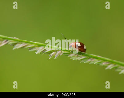 Thailand, ladybird, coccinellidae Stock Photo