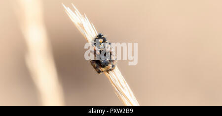 Macro of a Colorful & Bright, a Beautiful Bold Jumping Spider (Phidippus audax) on a Dried Stalk of Grass in Colorado on a Fall Day Stock Photo
