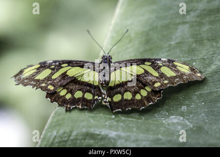 Tropischer Malachit-Schmetterling (Siproeta stelenes) sitzt auf einem Blatt, Tropical Malachite Butterfly (Siproeta stelenes) sitting on a leaf, Butte Stock Photo