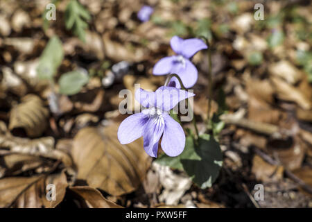 Wald-Veilchen (Viola sylvestris) am Waldboden, Frühblüher, Wood violet (Viola sylvestris) on the forest floor, early flowering plant, , Exterior, Bloo Stock Photo