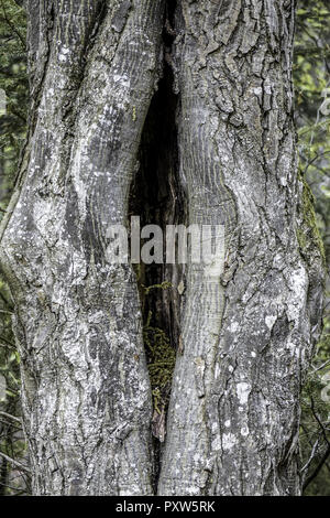 Alter knorriger Baumstamm im Wald Stock Photo