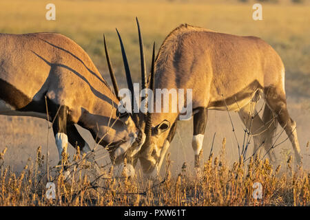 Botswana, Kalahari, Central Kalahari Game Reserve, Greater Kudus fighting, Tragelaphus strepsiceros Stock Photo