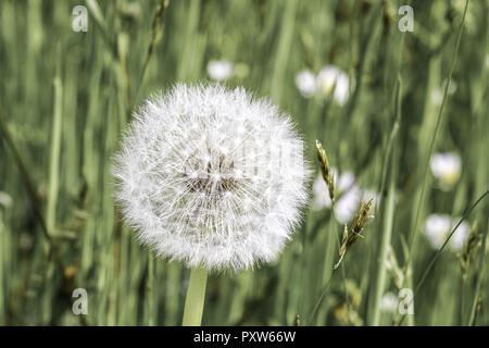 Verblühter Löwenzahn, Pusteblume