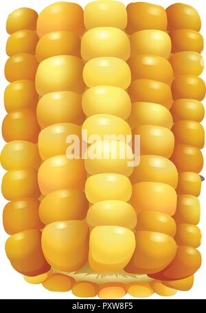 Sweet corn on the cob illustration Stock Vector