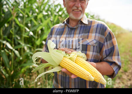 Farmer holding two corn cobs at cornfield Stock Photo
