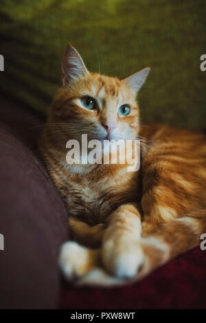 Ginger cat lying on couch Stock Photo
