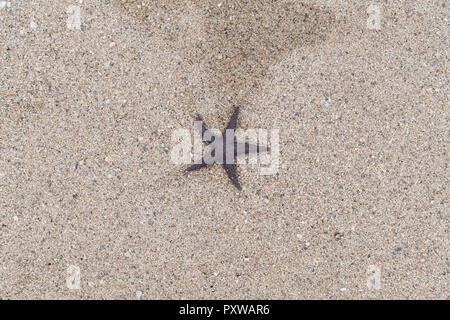 Starfish lying on sand Stock Photo