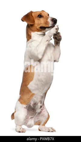 Jack Russell Terrier, 12 months old, on hind legs in front of white background Stock Photo