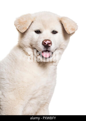 Akita Inu puppy, 2 months old, against white background Stock Photo