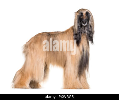 Afghan hound standing against white background Stock Photo