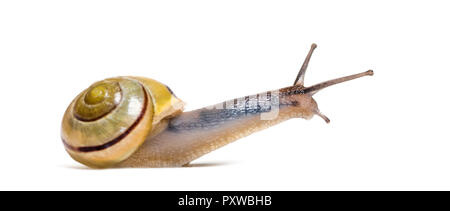 grove snail or brown-lipped snail, Cepaea nemoralis, in front of white background Stock Photo