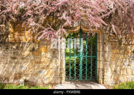 Tamarix plant in full bloom surrounding a green metal gate and ornate stone arch doorway and ols stone wall Stock Photo