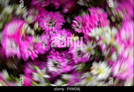 beautiful blooming flowers in blurred circular motion, the world is changing fast concept Stock Photo