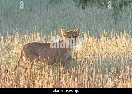 Botswana, Kgalagadi Transfrontier Park, lion, Panthera leo Stock Photo