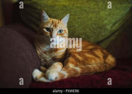 Ginger cat lying on couch Stock Photo