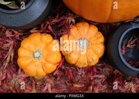 Mini pumpkins from above surrounded by cauldrons and a large pumpkin ready for autumn halloween pumpkin recipes and cooking Stock Photo