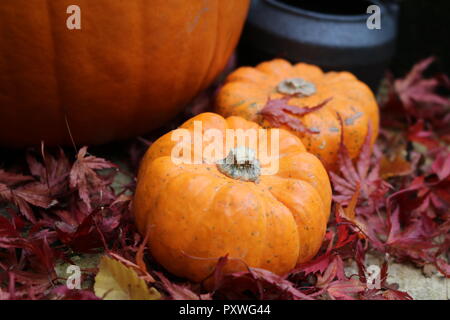 Mini pumpkins close up next to a large pumpkin and cauldron in autumnal red leaves during fall and halloween Stock Photo