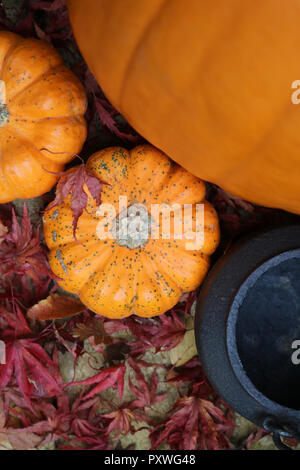 Mini munchkin pumpkins from above next to a large pumpkin and metal cauldron decorated for halloween and fall or autumn Stock Photo