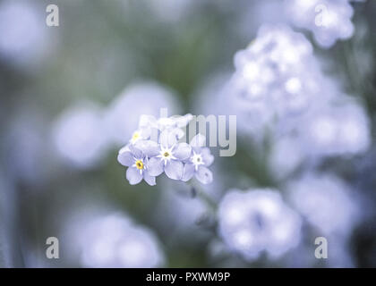 Blaue Blueten Stock Photo