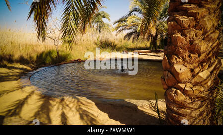 Landscape with hot spring in Siwa oasis at Egypt Stock Photo