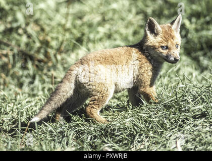 Junger Fuchs Stock Photo