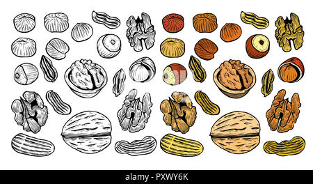 Great collection of highly detailed hand drawn nuts. Isolated  illustration Stock Photo