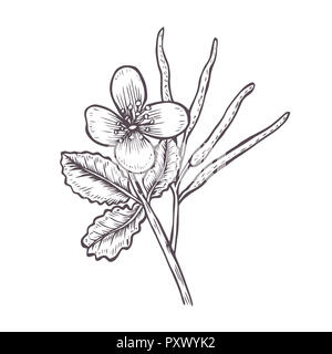 Greater Celandine or Tetterwort or Bloodroot or Chelidonium majus, vintage engraving. Old engraved illustration style Stock Photo
