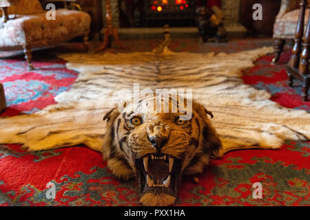 Low angled view of an antique tiger skin rug with the eyes staring and fangs bared on a red carpet. Stock Photo